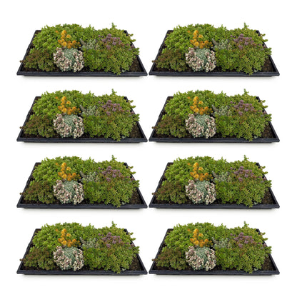 GreenboutiQ - Bodendecker - Winterhart - Sedummatte - Besteht aus 10 Sorten - X8 - Wenig Pflegeaufwand - Länge 50cm Breite 30cm 