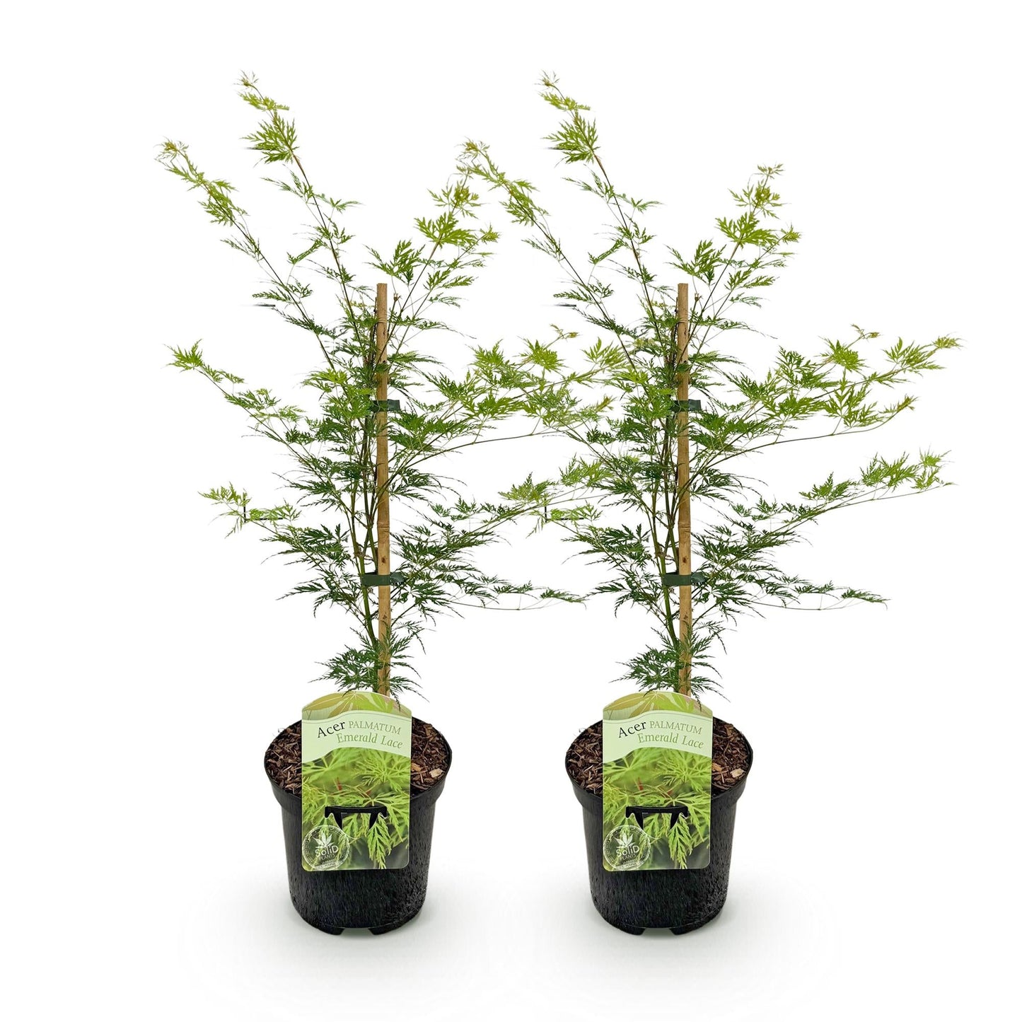 Japanischer Ahorn – Acer palmatum 'Emerald Lace' – 2 Pflanzen – je ca. 70 cm hoch – Topf Ø19 cm – fein geschnittenes Laub – Balkon- & Gartenpflanze 