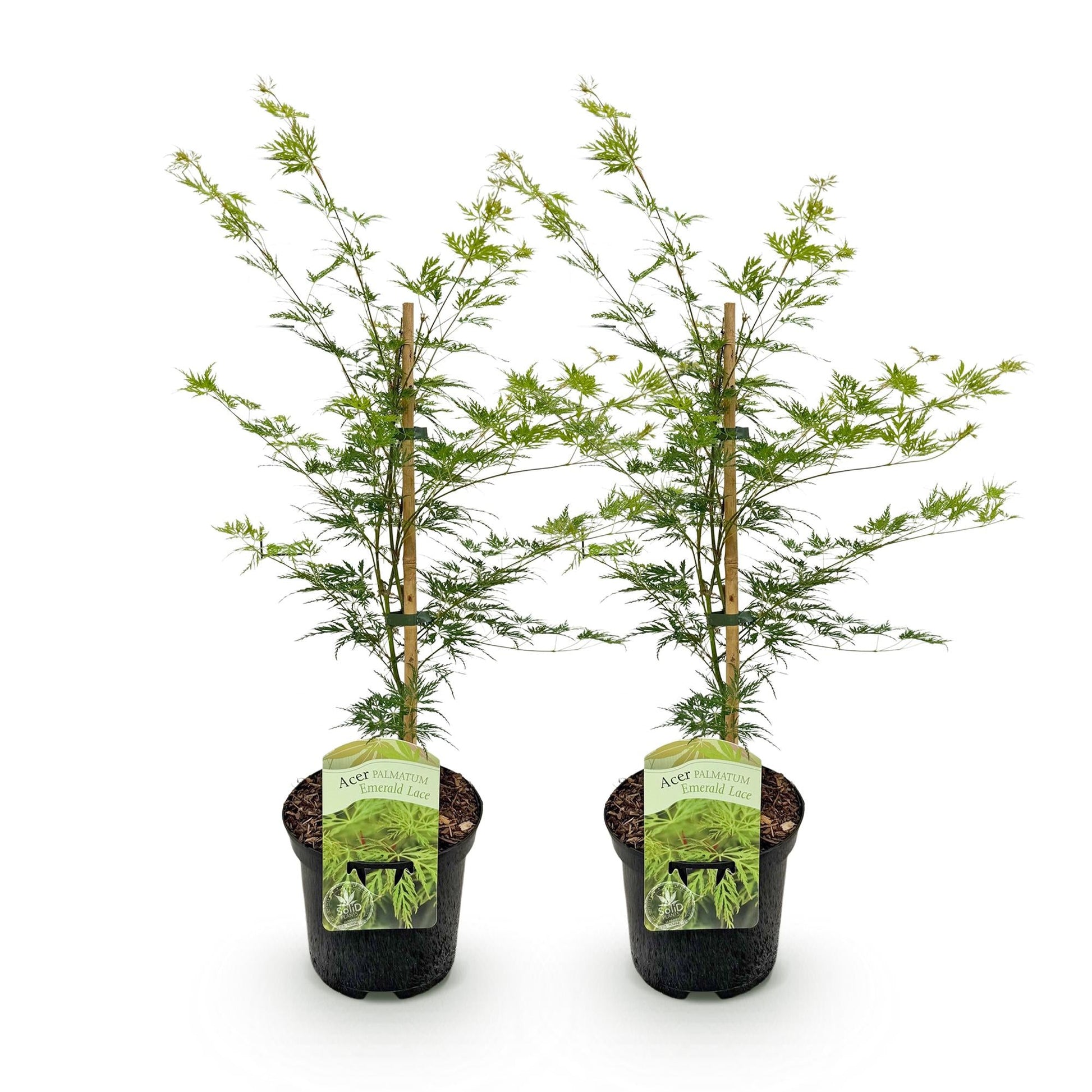 Japanischer Ahorn – Acer palmatum 'Emerald Lace' – 2 Pflanzen – je ca. 70 cm hoch – Topf Ø19 cm – fein geschnittenes Laub – Balkon- & Gartenpflanze 