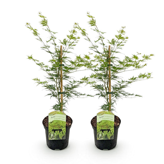 Japanischer Ahorn – Acer palmatum 'Emerald Lace' – 2 Pflanzen – je ca. 70 cm hoch – Topf Ø19 cm – fein geschnittenes Laub – Balkon- & Gartenpflanze 