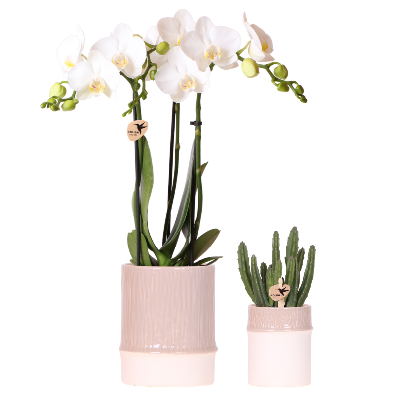 Kolibri Company | Bamboo Weiß Pflanzenset | Weiße Amabilis Orchidee Ø9cm + Grünpflanze inkl. Keramik‑Übertöpfe 