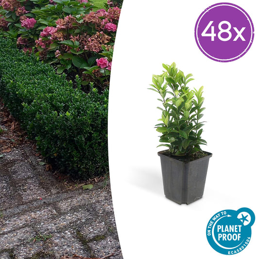 Euonymus japonicus 'Green Spire' – Immergrüner Heckenstrauch – 48 Pflanzen – ↕10–25cm – Ø9cm – Kompakter Buchsbaum-Ersatz – Pflegeleicht & schnittverträglich – Für Hecken, Beete & Solitär 