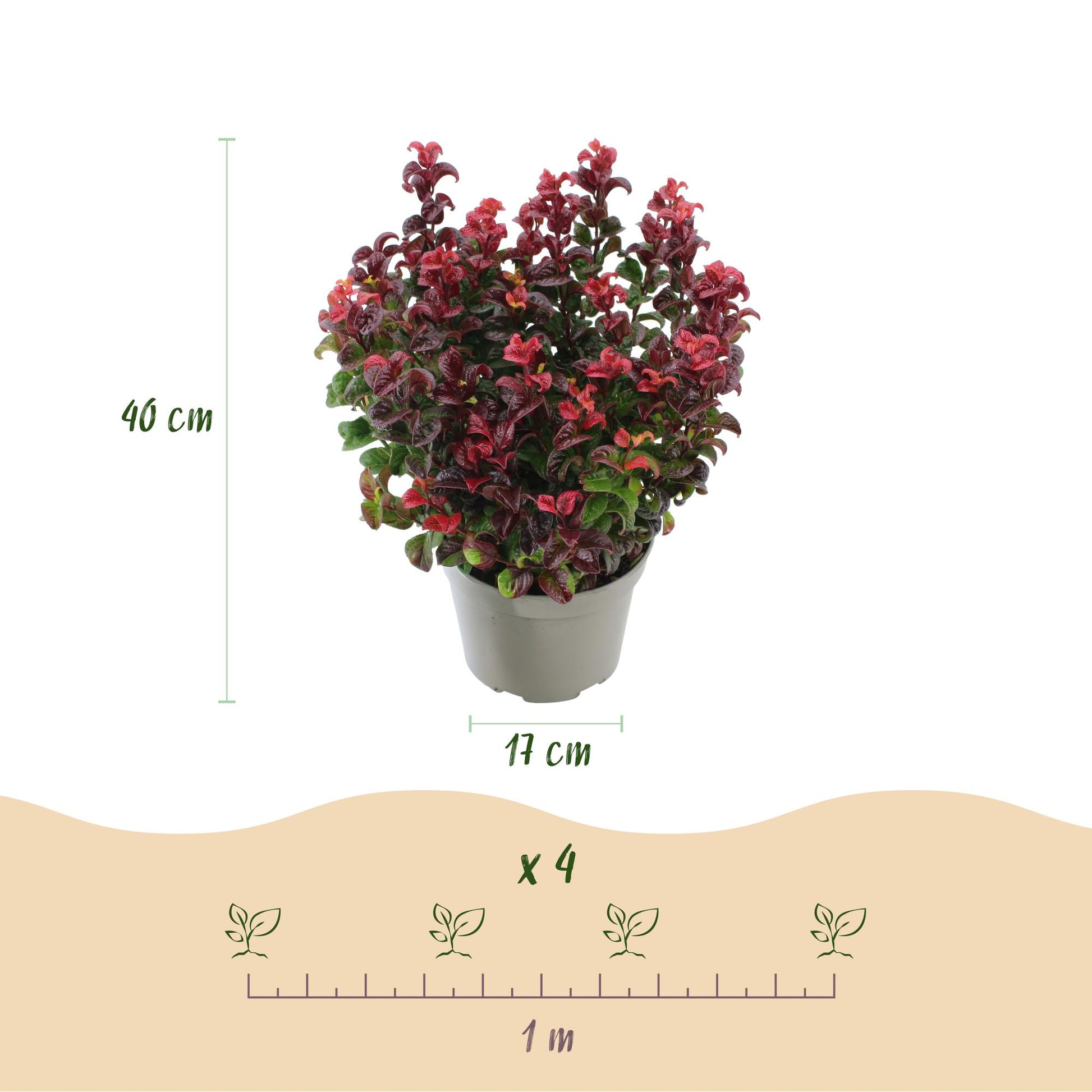 GreenboutiQ - Gartenpflanze - Leucothoe Curly Red - Rot - 1 Pflanze - Immergrün - Wenig Pflege - Topf 17cm Höhe 40cm 