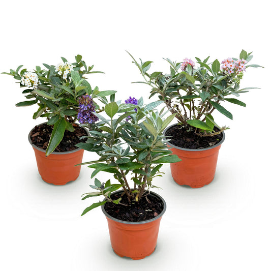 Green boutiQ - Gartenpflanze - Buddleja davidii Butterfly Candy Little Tricolour - Schmetterlingsstrauch - Kompakt - Rosa-Weiß-Blau - 3 Pflanzen - Topf 12cm - Höhe 20-25cm 