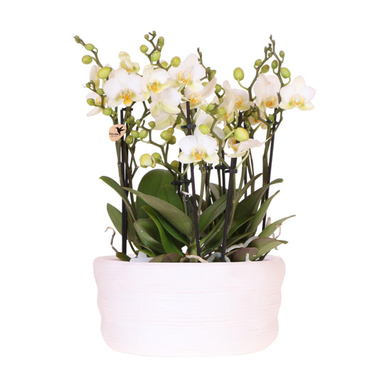Kolibri Orchids | Weißes Orchideenset in Como-Schale inkl. Wasserreservoir | Drei Weiße Lausanne-Orchideen 9cm | Mono-Bouquet Weiß mit Selbstbewässerungssystem 