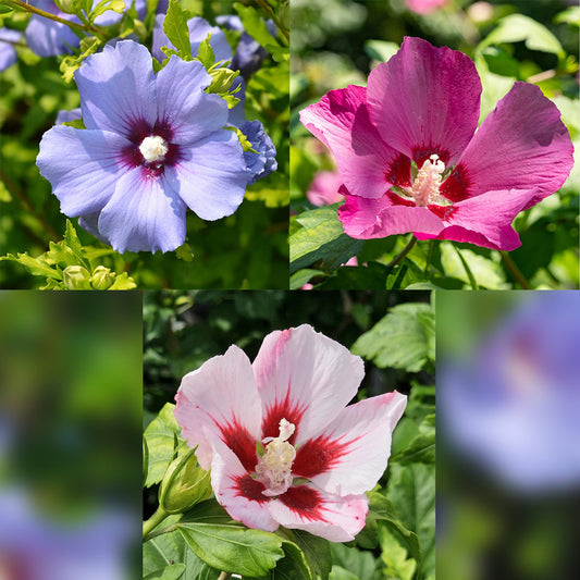 Hibiscus syriacus Tricolour – Blühende Stamm-Pflanze mit dreifarbigen Blüten – Laubabwerfend & pflegeleicht – Ø19 cm – Höhe ca. 90 cm – Für Terrasse & Balkon 