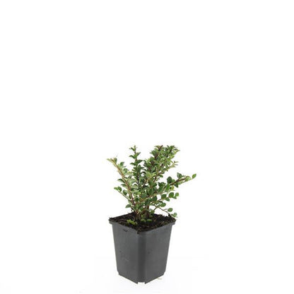Cotoneaster horizontalis – 48 Pflanzen – ↕10-25cm – Ø9cm – Zierstrauch mit roten Beeren – Winterhart & pflegeleicht – Für Beete, Böschungen & als Bodendecker 