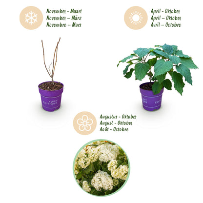 Green boutiQ - Gartenpflanze - Hydrangea arborescens FlowerWOW - Hortensie - Winterhart - Weiß - 1 Pflanze - Topf 14cm - Höhe 20-30cm 