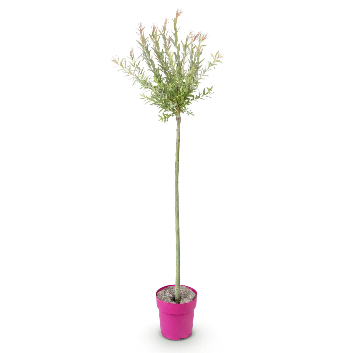 Flamingo-Weide – Salix 'Flamingo' – Topf Ø23cm – Höhe 140-160cm