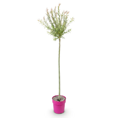 Flamingo-Weide – Salix 'Flamingo' – Topf Ø23cm – Höhe 140-160cm