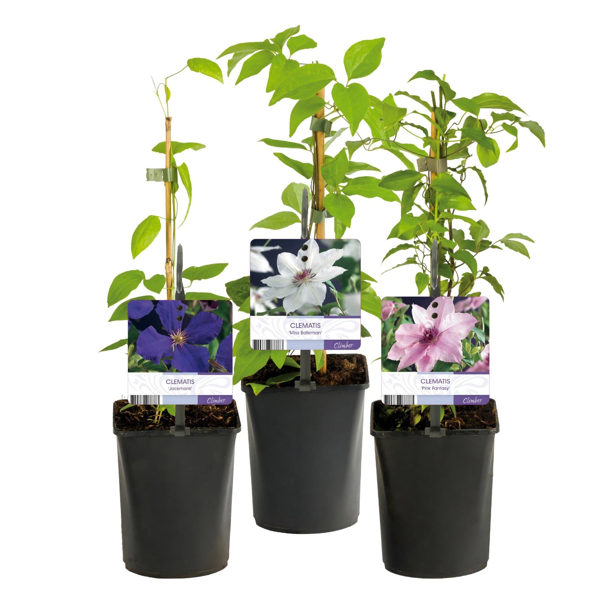 Kletterpflanze Clematis Tricolour – Mehrfarbige Blüten Rosa Weiß Lila – Wenig Pflege – 3 Pflanzen – 11 cm Höhe 40 cm – Für Garten, Balkon & Pergolen 