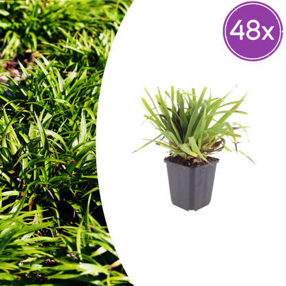 Luzula sylvatica Wald-Hainsimse – 48 Pflanzen Ø9cm – Höhe10-25cm – Immergrüner Bodendecker für Schatten & Unterpflanzung – Winterhart pflegeleicht – Flächenbepflanzung