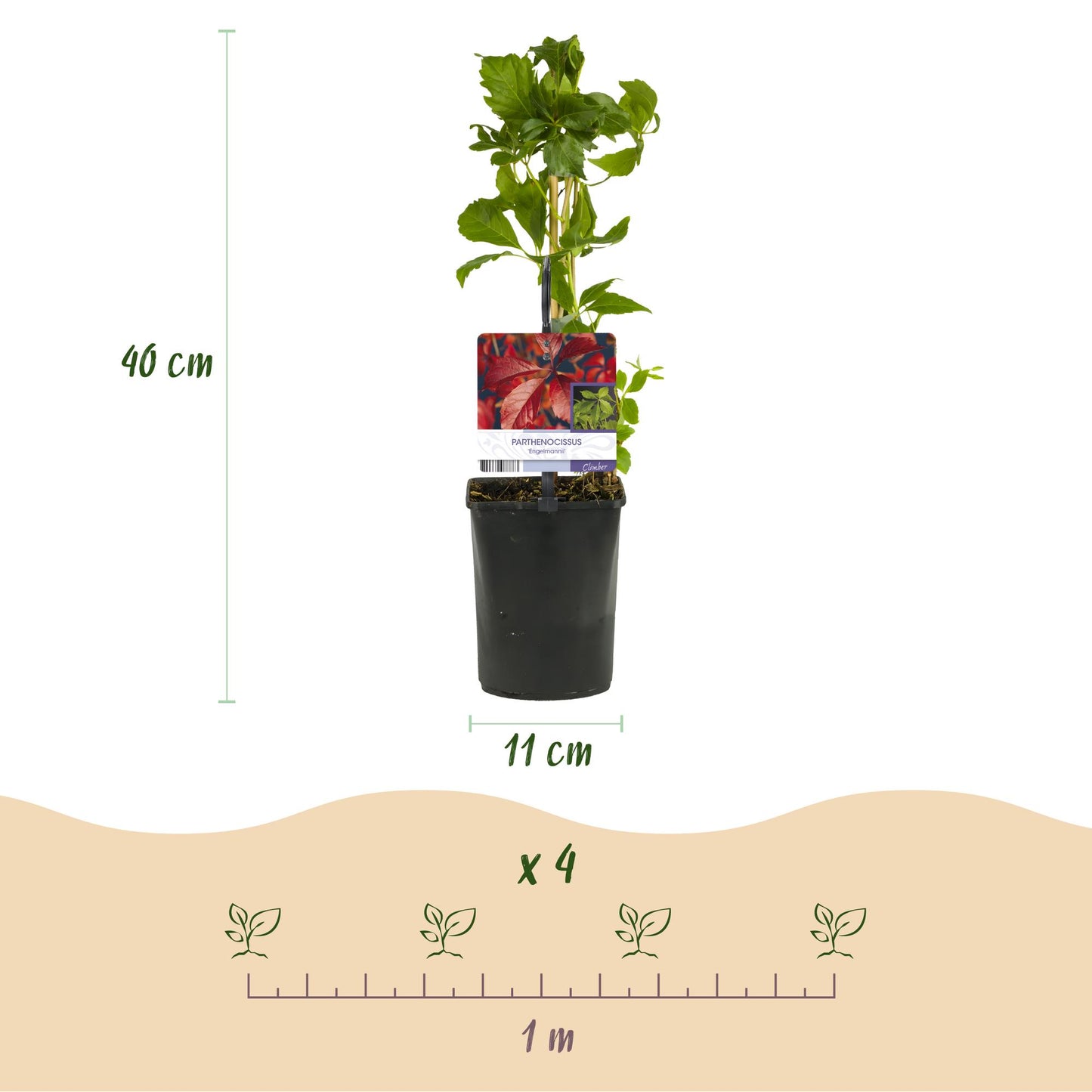 Selbstklimmender Mauerwein - Parthenocissus Engelmannii - Blatt Grün Rot - Wenig Pflege - 2 Pflanzen - Topf 11cm Höhe 40cm