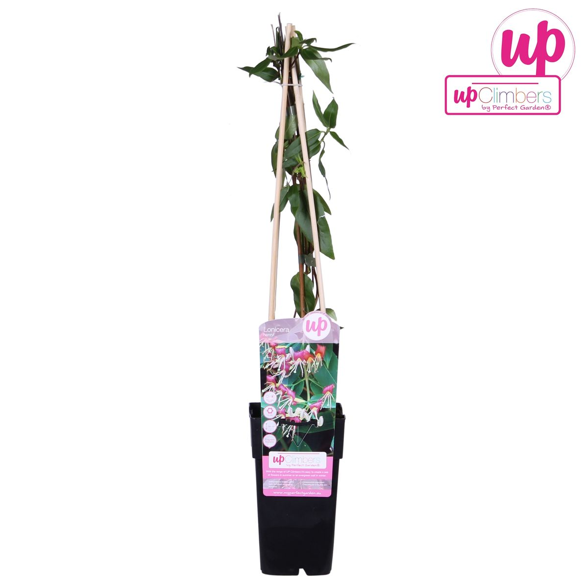 Geißblatt - Lonicera henryi - Ø15cm - ↕65cm