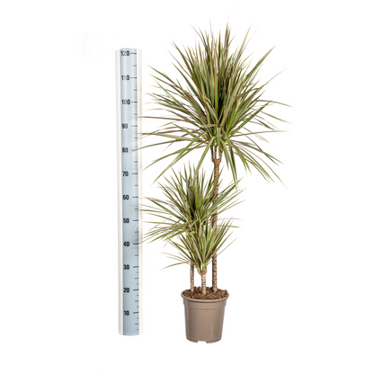 Dracaena Marginata Bicolor mit Korb Ø21cm - ↕110 - 130cm 