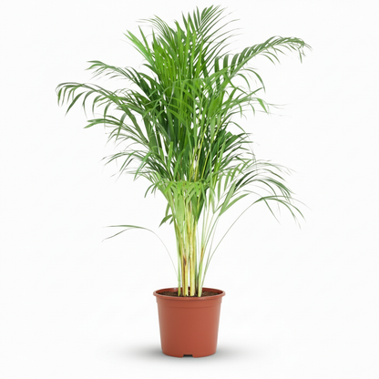 Green boutiQ - Plante d'intérieur - Palmier doré - Dypsis Lutescens Areca - Vert - Entretien facile - 1 Plante - Pot 21cm - Hauteur 90 - 100cm 