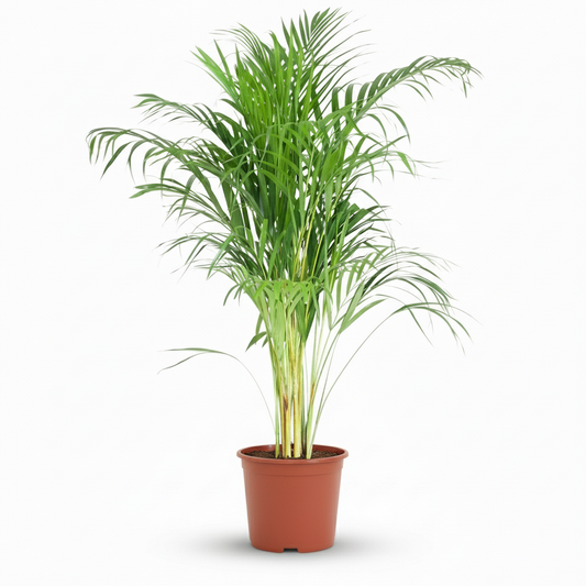 Green boutiQ - Plante d'intérieur - Palmier doré - Dypsis Lutescens Areca - Vert - Entretien facile - 1 Plante - Pot 21cm - Hauteur 90 - 100cm 