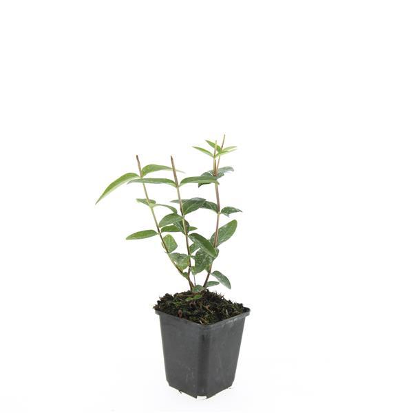 Hypericum inodorum 'Rheingold' – 24 Pflanzen – ↕10-25cm – Ø9cm – Zierstrauch mit goldgelbem Laub & gelben Blüten – Winterhart & pflegeleicht – Für Beete, Töpfe & als Bodendecker 