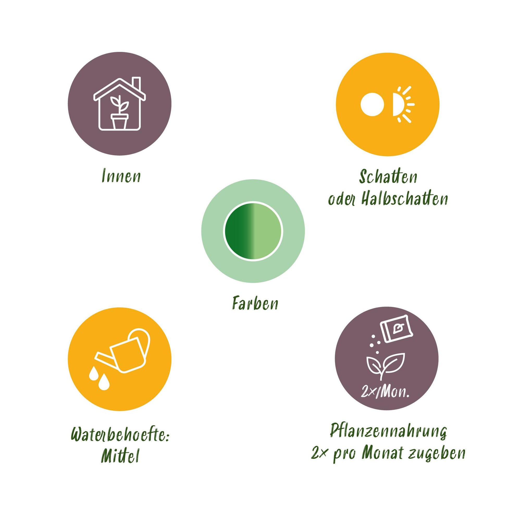 Green boutiQ - Zimmerpflanzen - Diefenbachia Tropic Snow - Dieffenbachia - Wenig Pflege - mit Korb - Bunt - 1 Pflanze - Topf 21cm - Höhe 90-100cm 