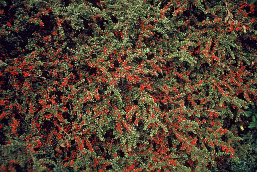 Fächer-Zwergmispel – Cotoneaster horizontalis – ↑10-25cm – Ø9cm – 6 Pflanzen – Winterharter Zierstrauch, Bodendecker, Rote Beeren, Pflegeleicht