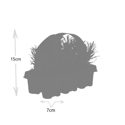 Echter Lavendel – Lavendel angustifolia – 6 Pflanzen – Ø7cm, ↕15cm – Duftend, Pflegeleicht & Winterhart – Für Garten, Balkon & Terrasse