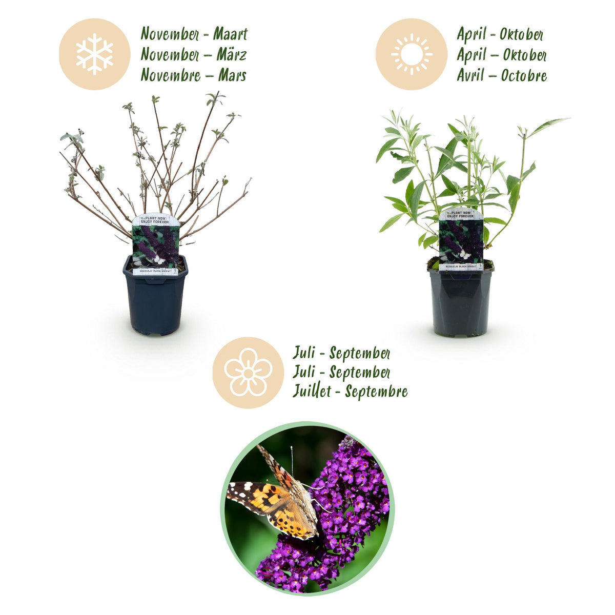 Green boutiQ - Garden Plant - Buddleja davidii Black Night - Butterfly Bush - Hardy - Purple - 3 Plants - Pot 17cm - Height 45cm 