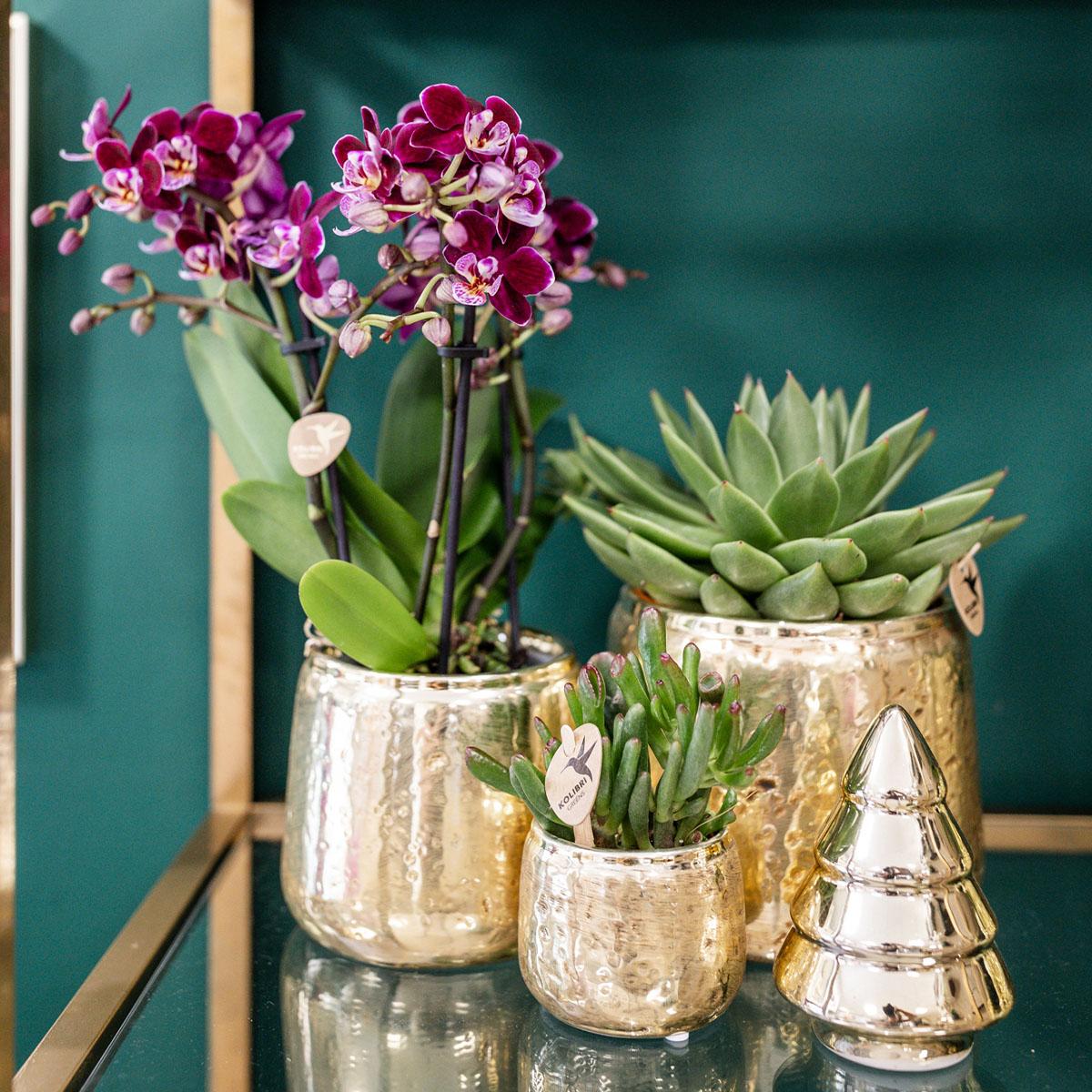 Phalaenopsis Orchidee „El Salvador“ Rosa-Lila – Blühende Zimmerpflanze im Luxus-Goldtopf Ø9cm – 35cm hoch – Exklusive Diamond-Linie – Frisch vom Züchter
