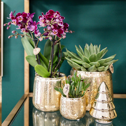 Phalaenopsis Orchidee „El Salvador“ Rosa-Lila – Blühende Zimmerpflanze im Luxus-Goldtopf Ø9cm – 35cm hoch – Exklusive Diamond-Linie – Frisch vom Züchter