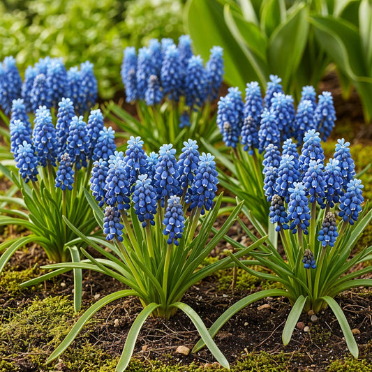 GreenboutiQ - Blumenzwiebeln - Muscari Armeniacum - Farbe Blau - 50 Stück - Zwiebelgröße 8/9 - XXL Pack 
