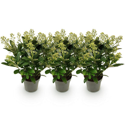 GreenboutiQ - Terrassenpflanze - Skimmia japonica Finchy - Blüte Weiß - 15+ Blumen - 3 Pflanzen - Winterhart - Topf 15cm Höhe 30cm 