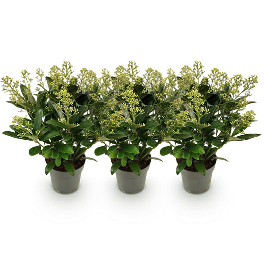 GreenboutiQ - Terrassenpflanze - Skimmia japonica Finchy - Blüte Weiß - 15+ Blumen - 3 Pflanzen - Winterhart - Topf 15cm Höhe 30cm 