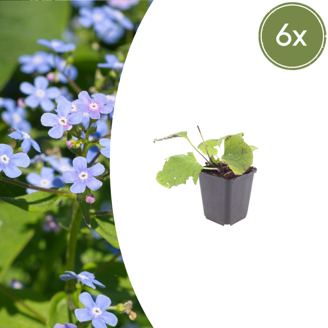 Kaukasisches Vergissmeinnicht Brunnera macrophylla – 6 Pflanzen – 10-25cm – Ø9cm – Winterharte Schattenstaude mit blauen Blüten – Bodendecker für Garten & Gehölzrand