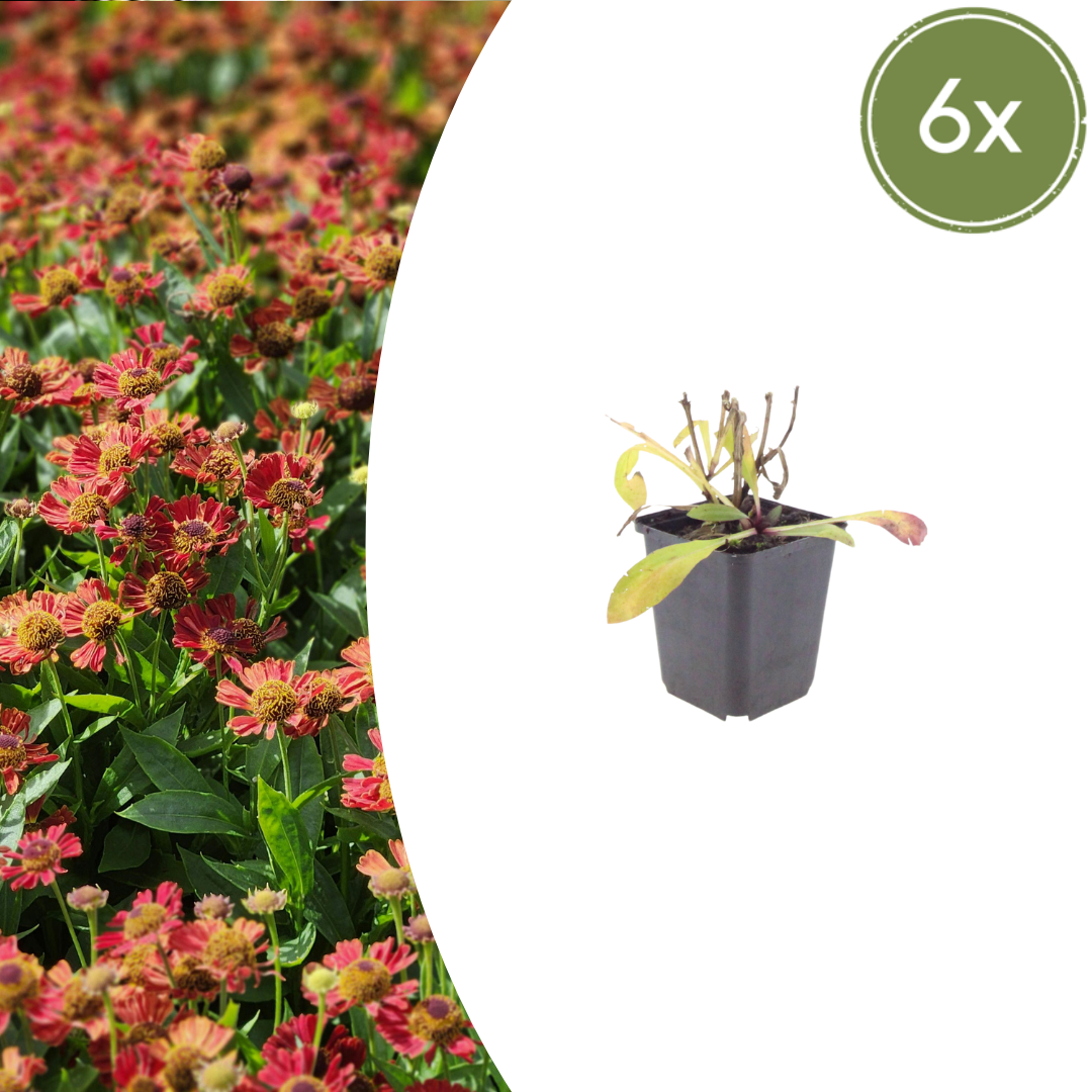 Helenium Moerheim Beauty – 6 Pflanzen – Ø9cm – Höhe 10-25cm – Sonnenbraut – Gelb Orange Blüten – Sommerstaude für Beet & Präriegarten