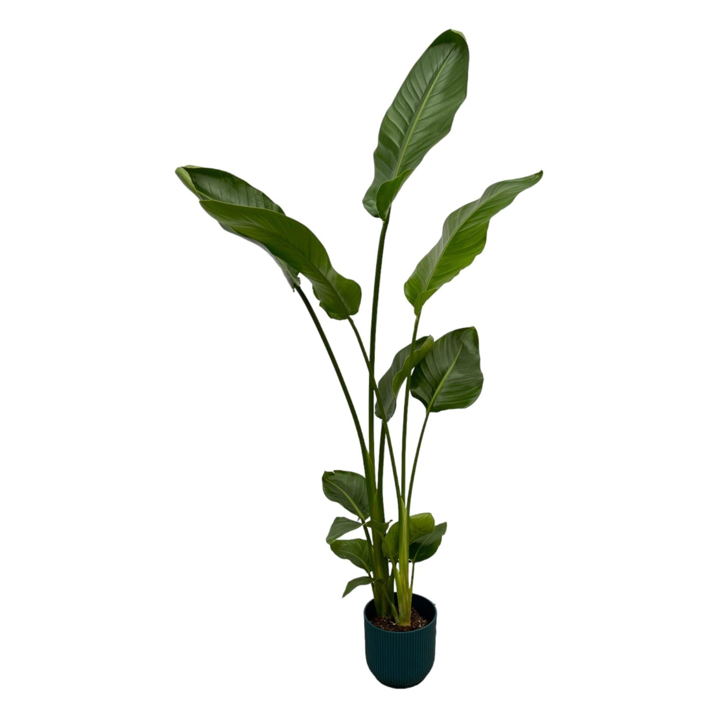 Weißer Paradiesvogel – Strelitzia Nicolai – Zimmerpflanze inkl. Vibes Fold Rund Topf – Ø18 cm – ↕100 cm – Blauer Topf 
