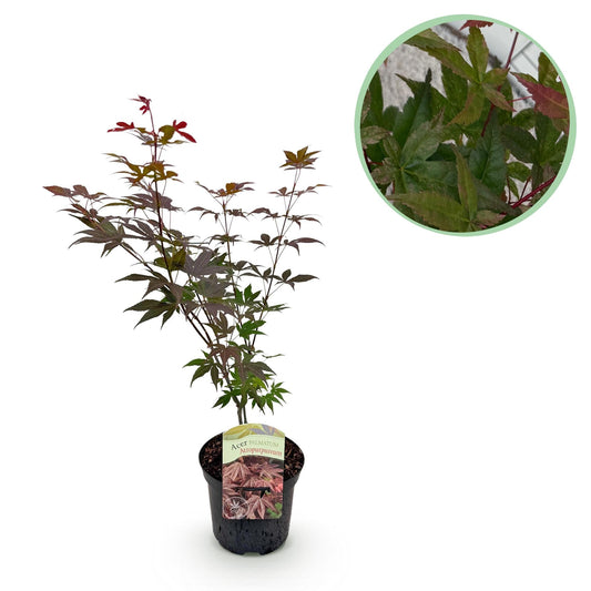 Japanischer Ahorn Acer palmatum Atropurpureum – Lila Balkonpflanze – Ø19cm – Höhe ca. 70cm – Kompakter Zierahorn mit tiefviolettem Laub 