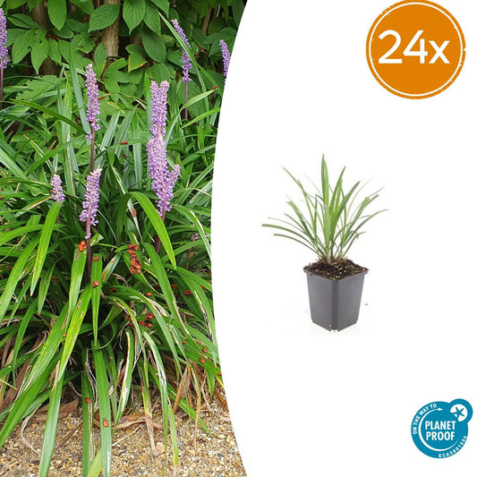 Liriope muscari 'Ingwersen' – Bodendecker – 24 Pflanzen –  Ø9cm – ↕10–25cm – Immergrün & winterhart – Violette Blüte – Für Sonne & Schatten – Pflegeleicht 