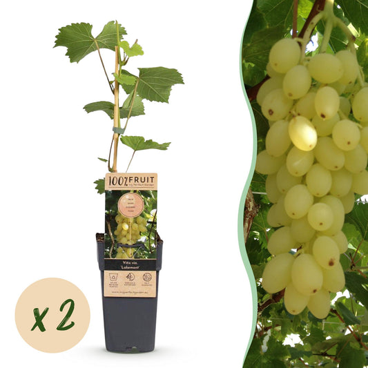 Green boutiQ - Fruit plant - Vitis vinifera Lakemont - Grape plant - Winter hardy - Golden Yellow Grape - 2 Plants - Pot 15cm - Height 50cm 