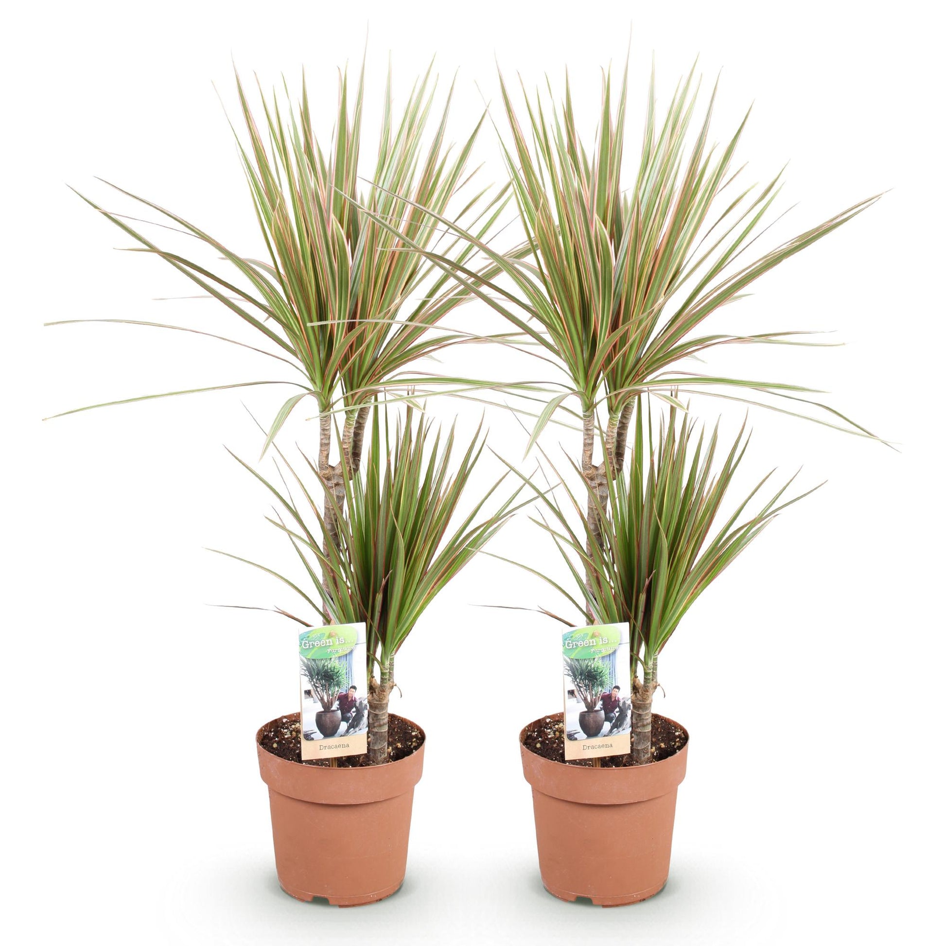 Green boutiQ - Zimmerpflanzen - Dracaena Marginata Bicolor - Drachenblutbaum - Wenig Pflege - Grün - Braun - 2 Pflanzen - Topf 17cm - Höhe 70-75cm 