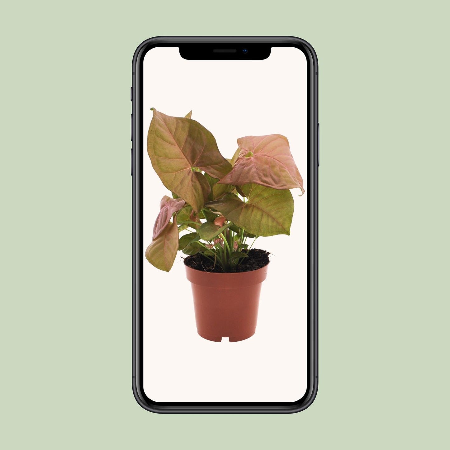 Purpurtute - Syngonium Neon - Zimmerpflanze - Ø12cm - ↕25cm