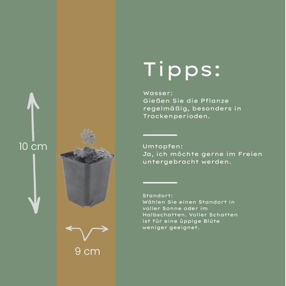 Geranium sanguineum Blut-Storchschnabel – 48 Pflanzen Ø9cm – Höhe10-25cm – Rosa rote Blütenstaude für sonnige Beete & Steingarten – Winterhart pflegeleicht – Flächenbepflanzung