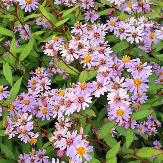 Kalimeris incisa Blue Star – 48 Pflanzen – Ø9cm – Höhe 10-25cm – Winterharte Staude – Hellblaue Blüten – Pflegeleicht für Beet, Steingarten & Naturgarten