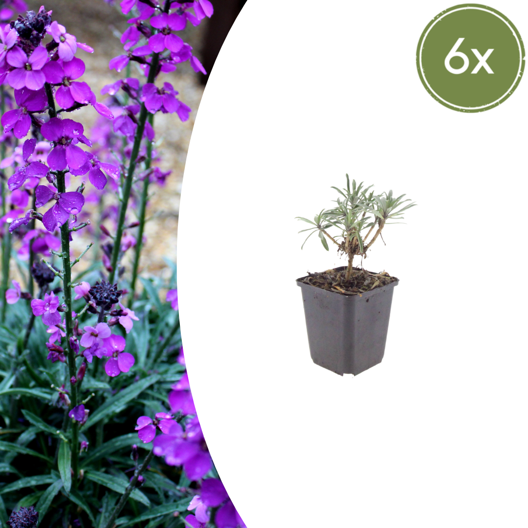 Erysimum Bowles Mauve – 6 Pflanzen Goldlack Staude – 10-25cm – Ø9cm – Langblühende Gartenpflanze für Sonne – Bienenfreundliche Blühstaude für Beet & Kübel