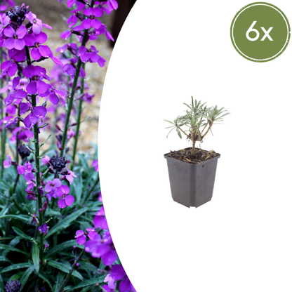 Erysimum Bowles Mauve – 6 Pflanzen Goldlack Staude – 10-25cm – Ø9cm – Langblühende Gartenpflanze für Sonne – Bienenfreundliche Blühstaude für Beet & Kübel