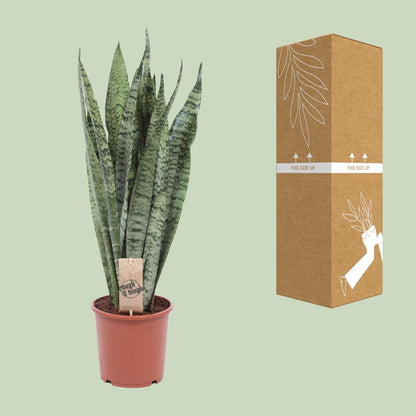 Sansevieria Zeylanica - Ø17cm - ↕70cm 