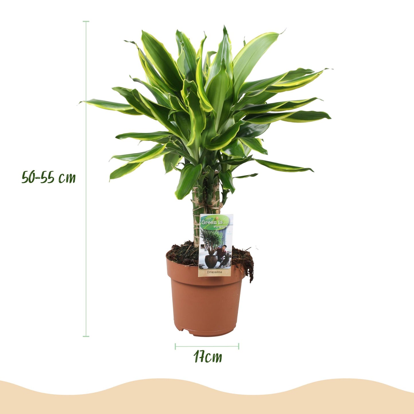 Green boutiQ - Zimmerpflanzen - Dracaena fragrans Golden Coast - Drachenblutbaum - Geringer Pflegeaufwand - Bunt - 2 Pflanzen - Topf 17cm - Höhe 50-55cm 