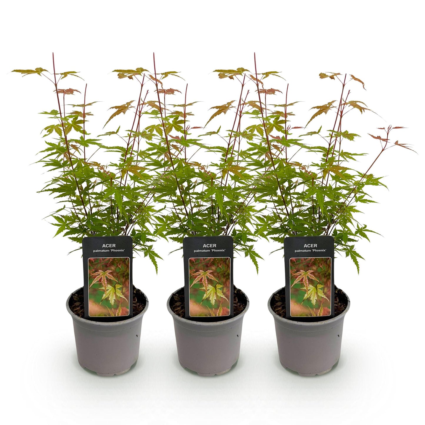 GreenboutiQ - Gartenpflanze - Acer palmatum Phoenix - Rosa - 3 Pflanzen - Laubabwerfend - Wenig Pflege - Topf 12cm Höhe 35cm 