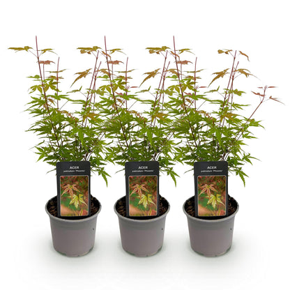 GreenboutiQ - Gartenpflanze - Acer palmatum Phoenix - Rosa - 3 Pflanzen - Laubabwerfend - Wenig Pflege - Topf 12cm Höhe 35cm 