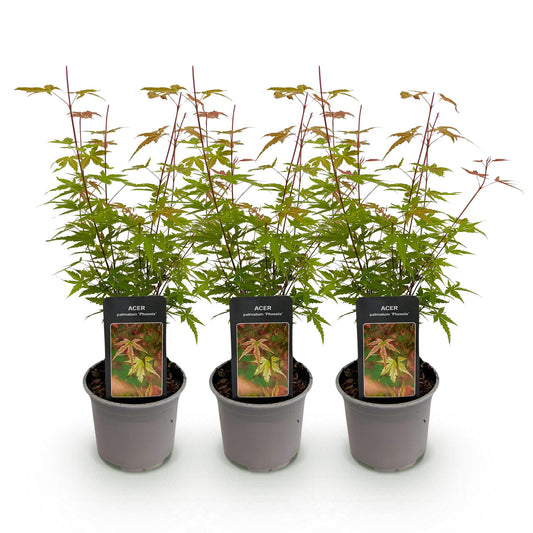 GreenboutiQ - Gartenpflanze - Acer palmatum Phoenix - Rosa - 3 Pflanzen - Laubabwerfend - Wenig Pflege - Topf 12cm Höhe 35cm 