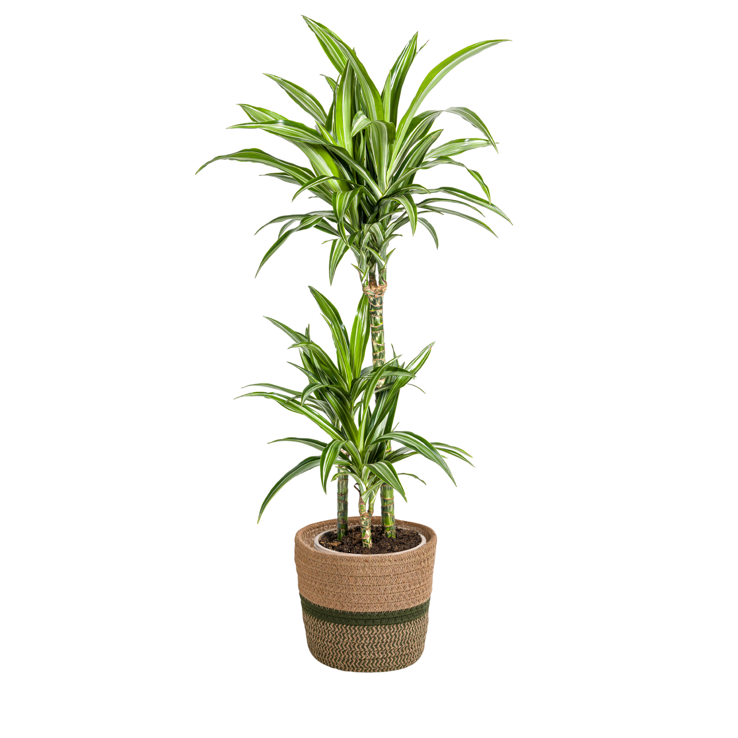 Dracaena Deremensis White Stripe mit Korb Ø21cm - ↕90 - 110cm 