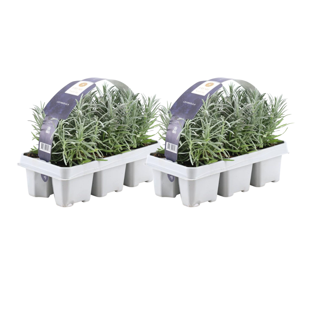 Lavandula angustifolia – Echter Lavendel – Ø7cm – ↕15cm – 12 Pflanzen – Duftende & Mediterrane Pflanzen – Für Garten, Balkon & Terrasse